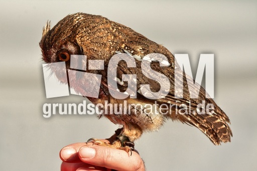 Choliba-Kreischeule (13).jpg